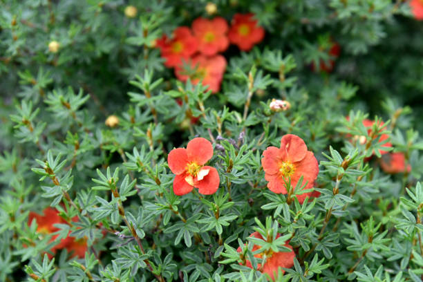 Red flowers Shrubby five-leafed Potentilla fruticosa on a green bush