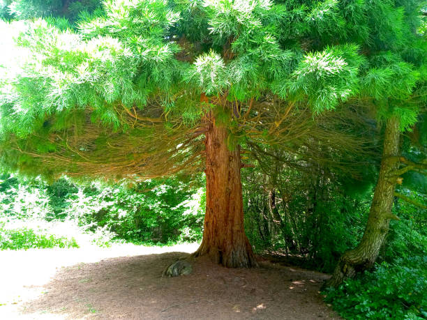 istock The General Sherman Tree, the world's largest living tree, Sequoia, redwood tree 1404031627