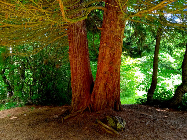 istock The General Sherman Tree, the world's largest living tree, Sequoia, redwood tree 1404031903