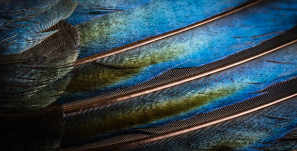 istock black and blue feathers of a magpie. background or texture 1404032847