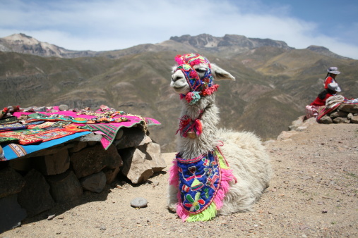 Mountain llama in Peru with colorful woven costume
