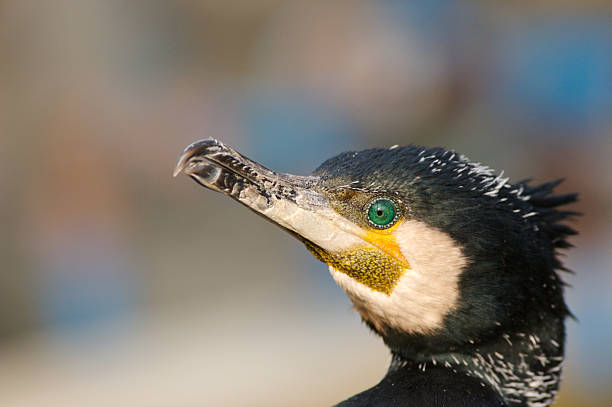 great cormorant - crested cormorant stock-fotos und bilder