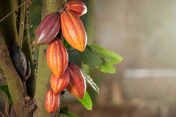 istock Group of cacao pods on tree branch 1404034584