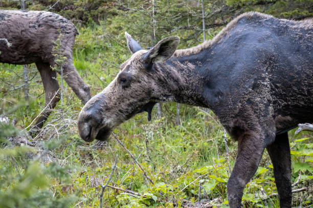 istock A cow moose grazes at Isle Royale National Park 1404035806