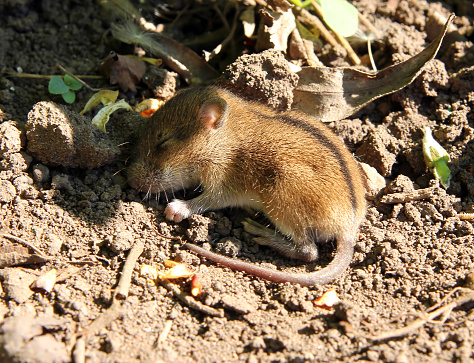 wild little mouse sleeping in the field\