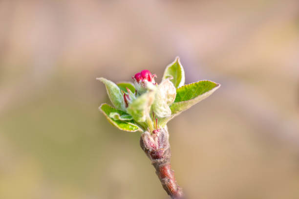 istock blossoms on a branch of an apple tree 1404036204