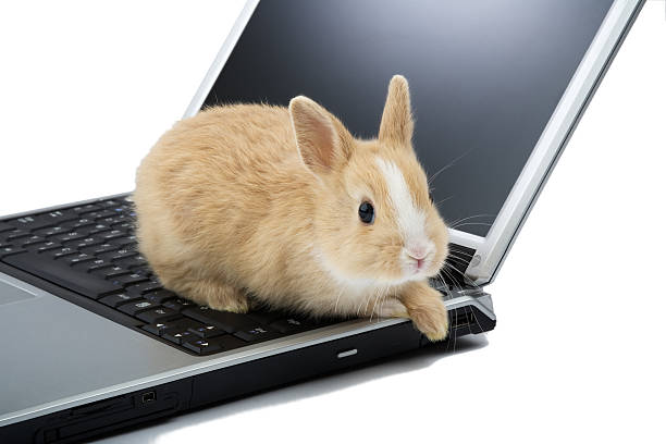 istock baby bunny on the laptop, isolated 140403626