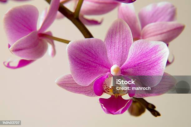 Orchid Цветок — стоковые фотографии и другие картинки Без людей - Без людей, Белый, Ботаника