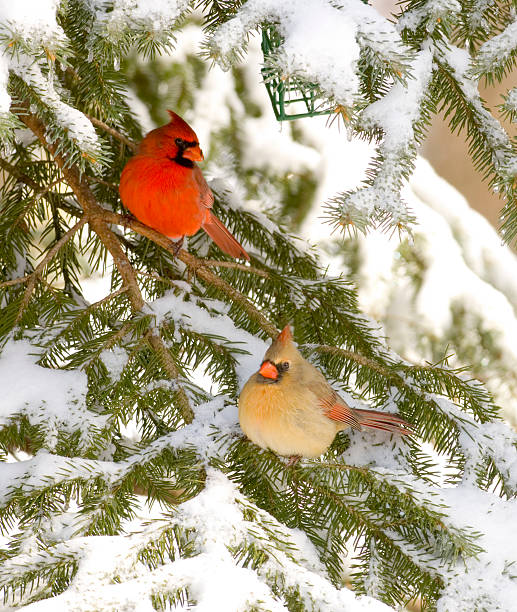 istock Male and female cardinal in evergreen (birdfeeder visible) 140403730