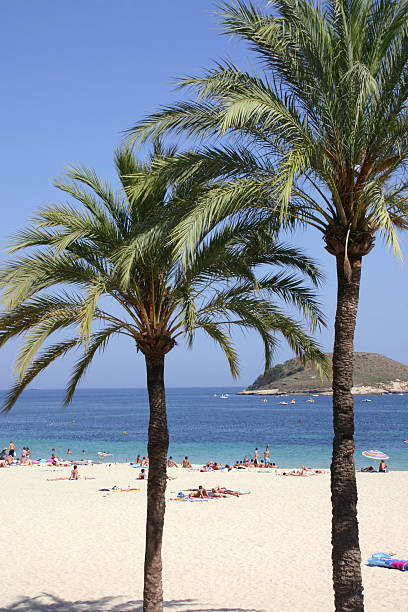 istock Palm trees on the Spanish coast 140403735