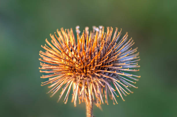 a blossom of a burdock in autumn