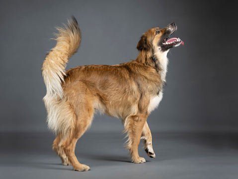 Tricolor shepherd dog standing in a photo studio with a black background