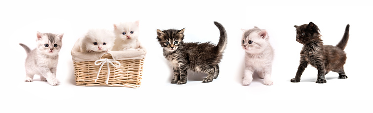 Set of little cute fluffy kittens