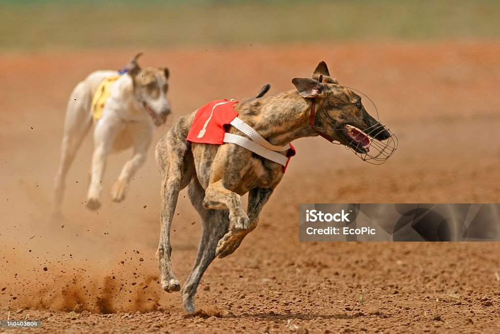 Sprint greyhound - Lizenzfrei Greyhound - Hunderasse Stock-Foto