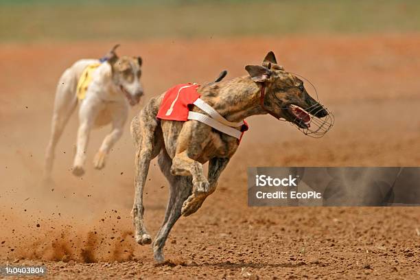 Sprint Greyhound Stockfoto und mehr Bilder von Greyhound - Hunderasse - Greyhound - Hunderasse, Hund, Aktivitäten und Sport