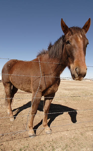 istock Horse in field 2 140403811