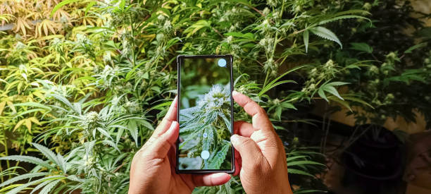 istock Mobile phone to photograph a cannabis plant in an indoor cannabis plot 1404038123