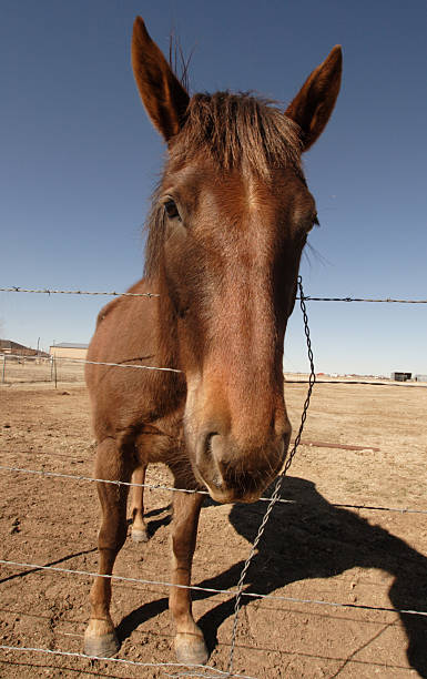 istock Horse in field 3 140403817