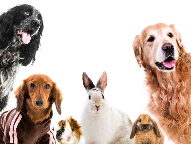 istock Group of cute fluffy animals 1404038239