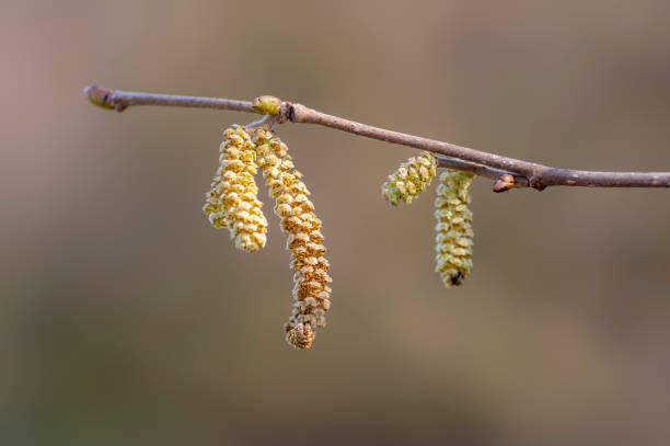 Hazel catkin in springtime.