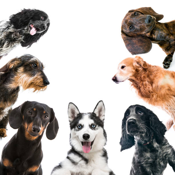 istock Cute fluffy puppies together 1404038266