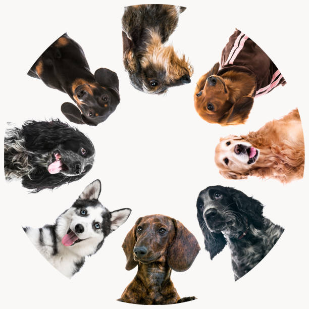istock Group of cute fluffy dogs 1404038277