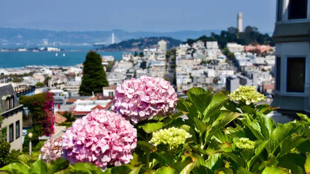 Photo of Cost Tower and Telegraph Hill framed by flowers