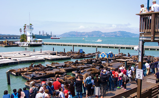 Long shot of tourists admiring the sea lions of San Francisco's Pier 39, with the Golden Gate Bridge and the Marin headlands in the background