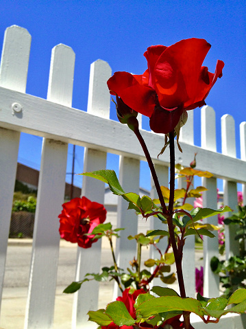 Close-up, low-angle view of red roses and white picket fence against a blue sky in a suburban American street