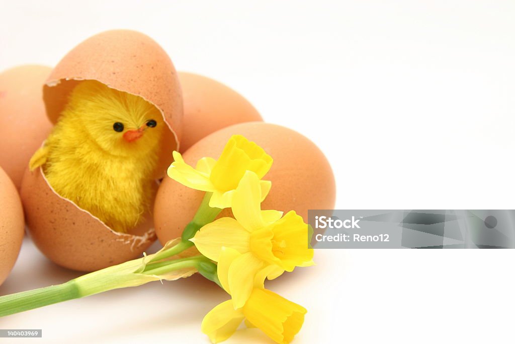 chicken, egg and flowers easter decoration - eggs, flowers and hutched chicken in eggshell Animal Egg Stock Photo
