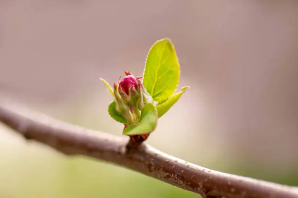 Photo of blossoms on a branch of an apple tree