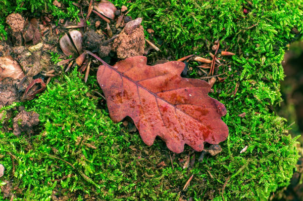 istock branch with brown autumn leaves in the forest 1404039741