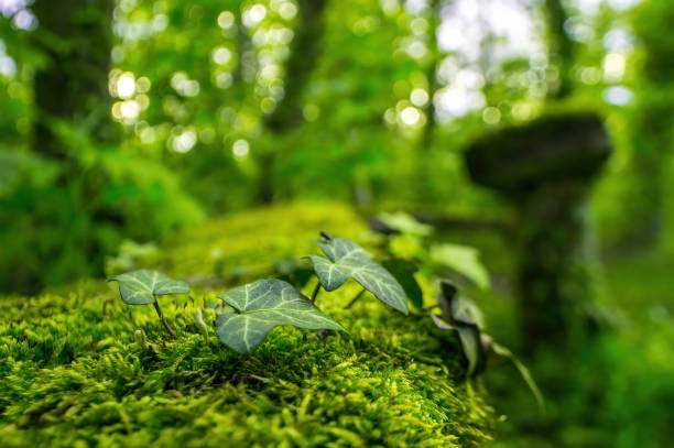 istock branch with green ivy leaves in the forest 1404039742