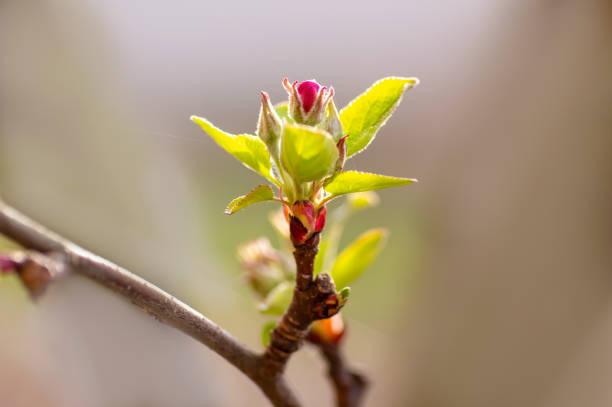 istock blossoms on a branch of an apple tree 1404039806