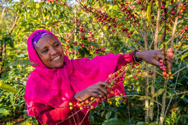 커피 체리를 수집하는 아프리카 여성, 동아프리카 - kaffa 뉴스 사진 이미지