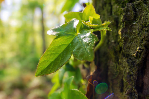 a branch with green ivy leaves in the forest