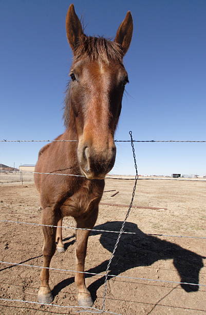 istock Horse behind barbed wire 1 140404090
