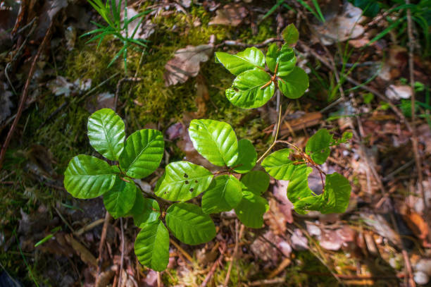 istock branch with green leaves in the forest 1404040971