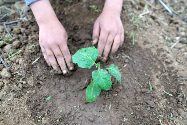 istock planting and growing plants with hands 1404041730