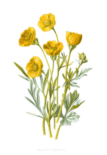 Ranunculus bulbosus, commonly known as bulbous buttercup or St. Anthony's turnip, is a perennial flowering plant in the buttercup family Ranunculaceae. It has bright yellow flowers, and deeply divided, three-lobed long-petioled basal leaves.