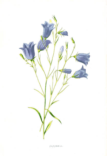 harebell - 19-wieczna ilustracja wiktoriańska roślina autorstwa edwarda hulme'a - campanula stock illustrations