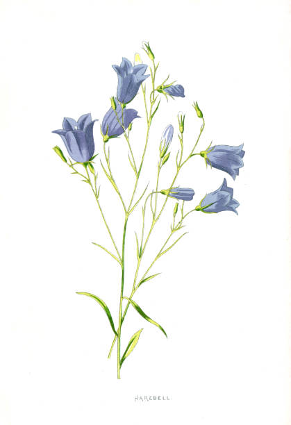 harebell - иллюстрация викторианского растения 19-го века эдварда халма - campanula stock illustrations