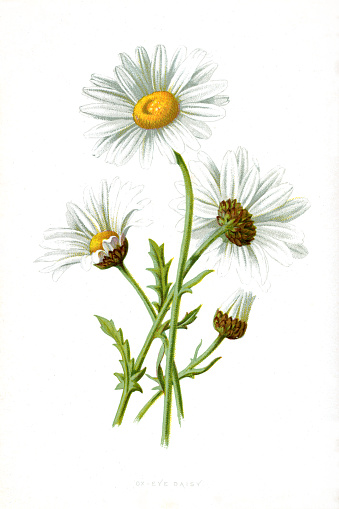 Leucanthemum vulgare, commonly known as the ox-eye daisy, oxeye daisy, dog daisy, marguerite and other common names, is a widespread flowering plant native to Europe