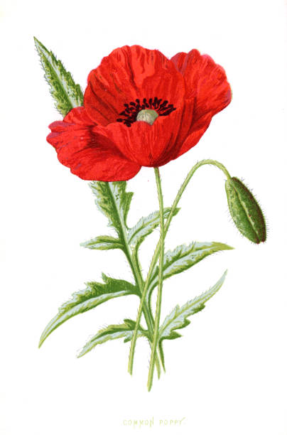 Common Poppy - 19th century illustration Victorian plant by Edward Hulme Papaver rhoeas - common poppy, corn poppy, corn rose, field poppy an annual herbaceous species of flowering plant in the poppy family Papaveraceae. poppy seed stock illustrations