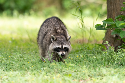 A raccoon approaching across a field of green grass.