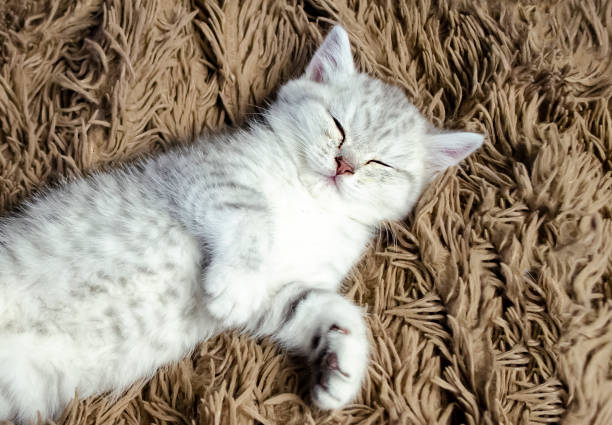 istock cat sleeps isolated on carpet. Vet concept 1404043326