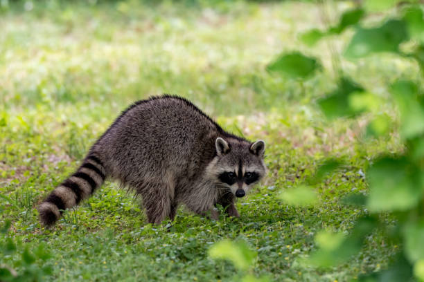 енот, устанавливающий зрительный контакт во время кормления в траве. - raccoon стоковые фото и изображения