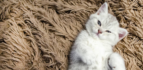Portrait of a cute white kitten who lies on a carpet stock photo
