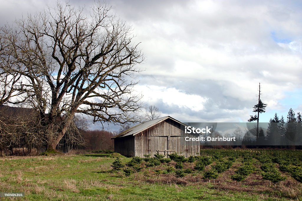 Arbre de Noël de la ferme - Photo de Agriculture libre de droits