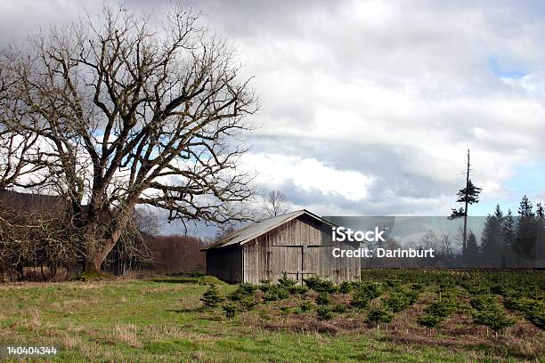 Photo libre de droit de Arbre De Noël De La Ferme banque d'images et plus d'images libres de droit de Agriculture - Agriculture, Arbre, Automne